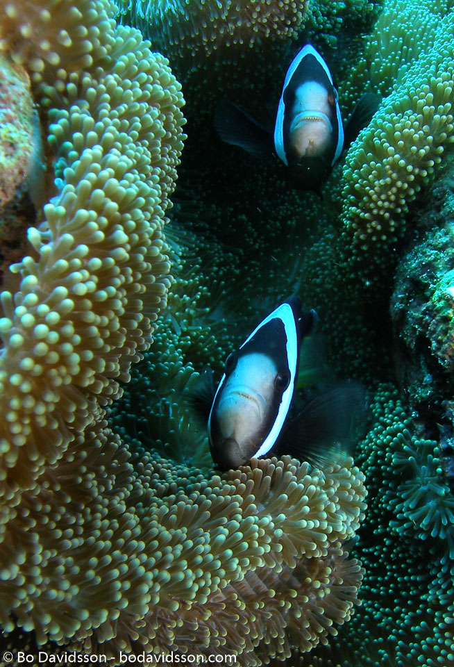 BD-090924-Bunaken-9243781-Amphiprion-polymnus-(Linnaeus.-1758)-[Saddleback-clownfish].jpg